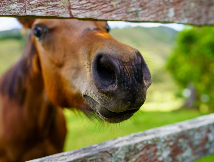 $city Equine Veterinarians