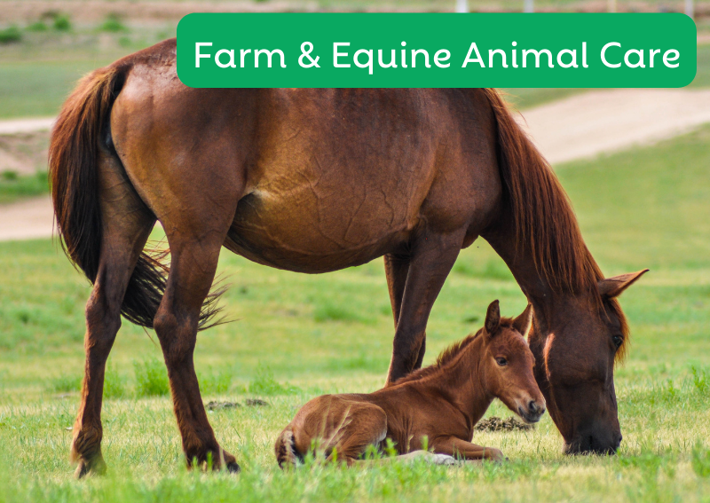 Carousel Slide 3: Offering veterinary care for Equine and Farm animals! Call to learn more.