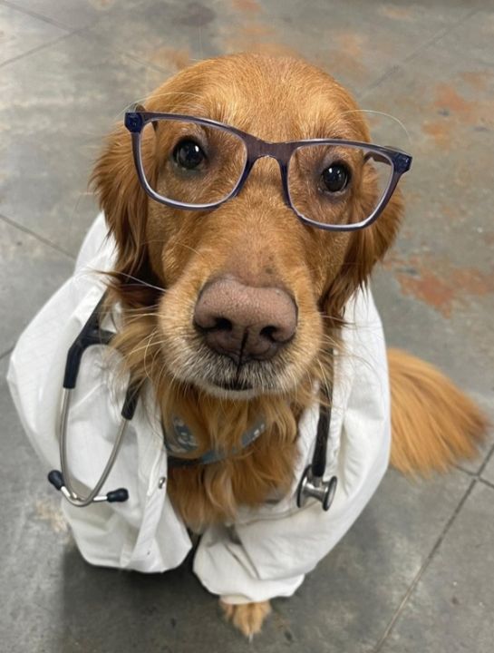 TLC Veterinary Hospital Forms