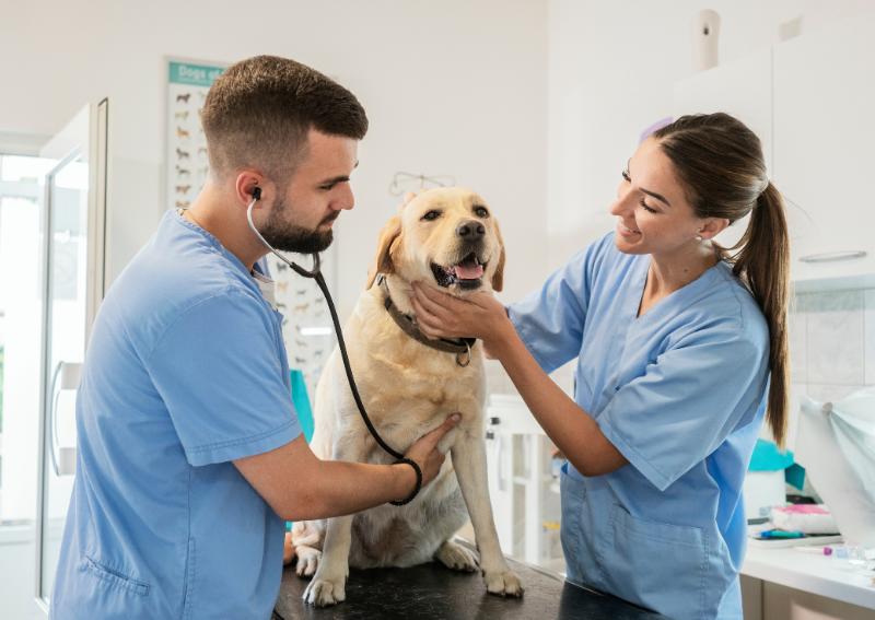 pet hospital Semmes